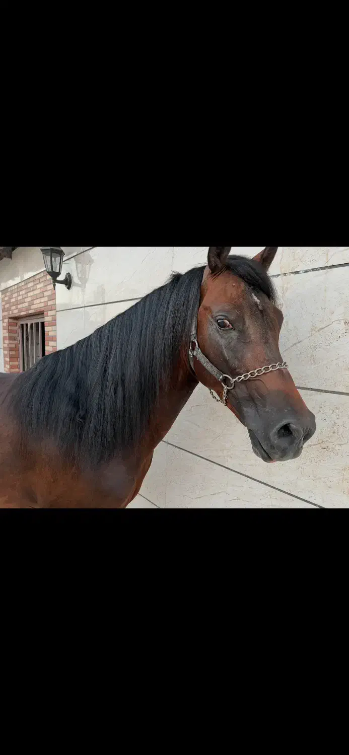 اسب کرد|اسب و تجهیزات اسب‌سواری|فردوسیه, |دیوار