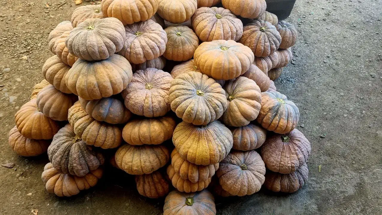 کدو انجیری (انجیلی)ضیابر|خوردنی و آشامیدنی|ضیابر, |دیوار