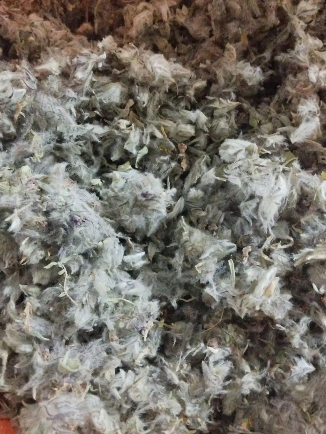 چای کوهی|آرایشی، بهداشتی، درمانی|اردبیل, |دیوار