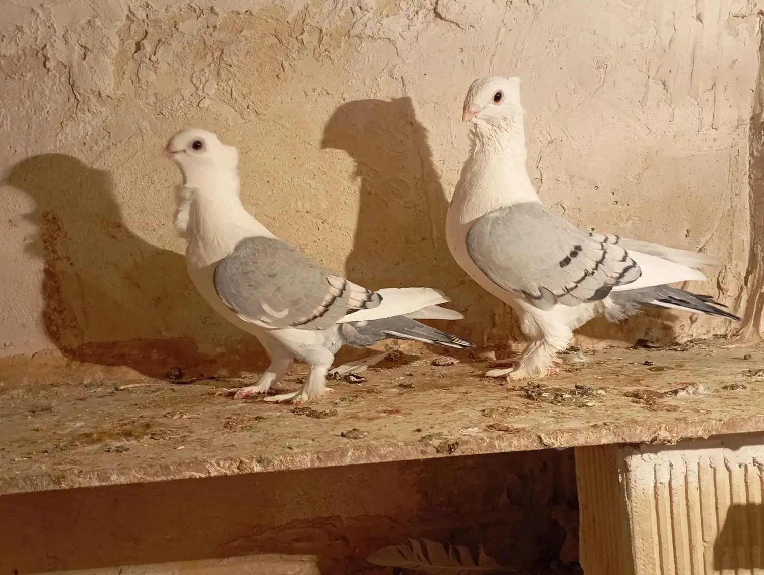 کبوتر|پرنده|دره شهر, |دیوار