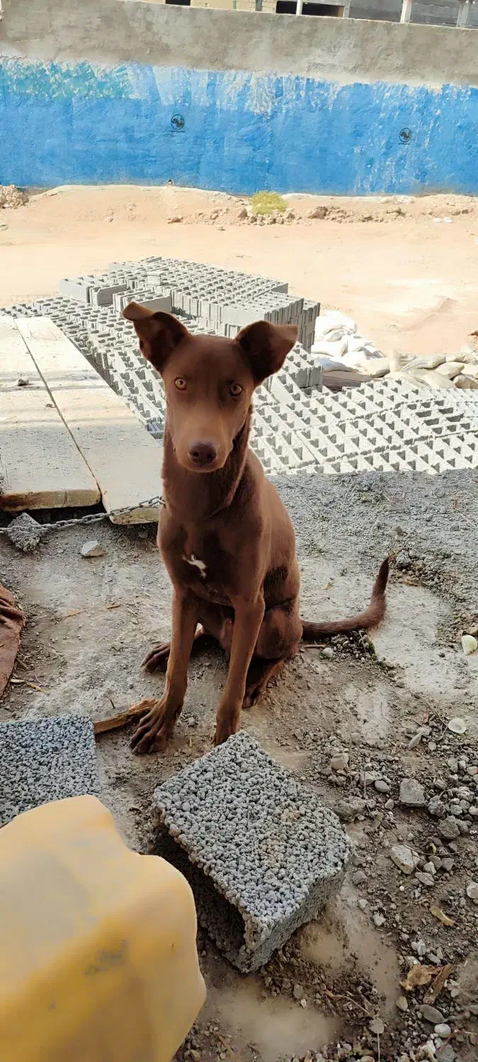 واگذاری سگ نژاد دار|سگ|اهواز, کمپلو شمالی|دیوار