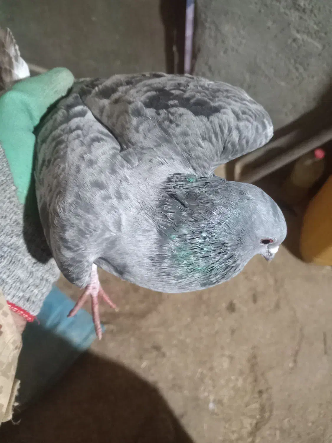 کبوتر پرشی|پرنده|قیدار, |دیوار