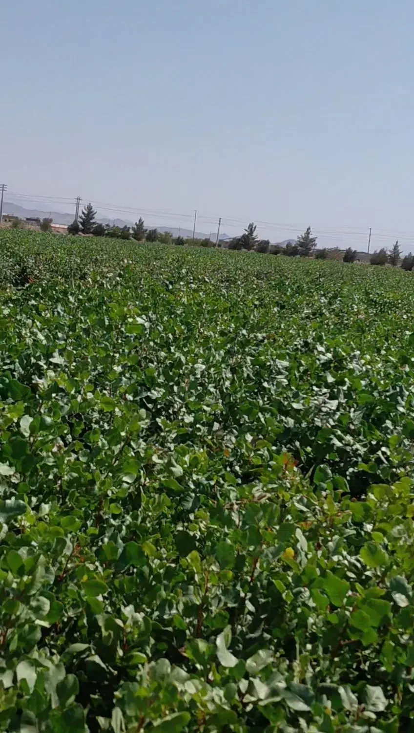 نهال پسته ایساتیس|خدمات باغبانی و درختکاری|مهریز, |دیوار