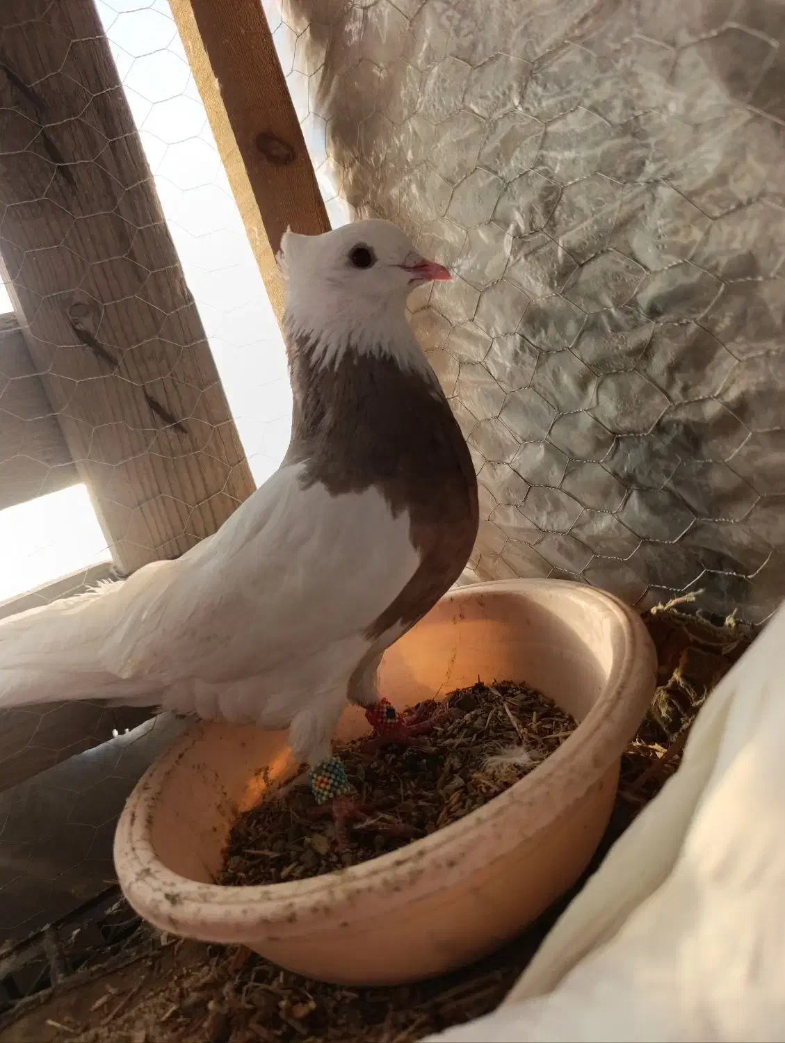 کبوتر ۶تا|پرنده|سنندج, |دیوار