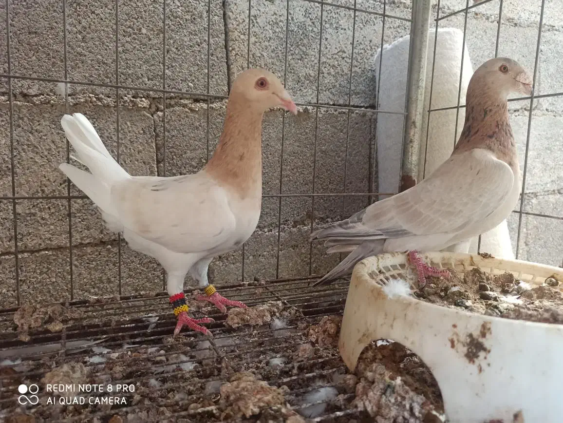 کبوتر|پرنده|آبپخش, |دیوار