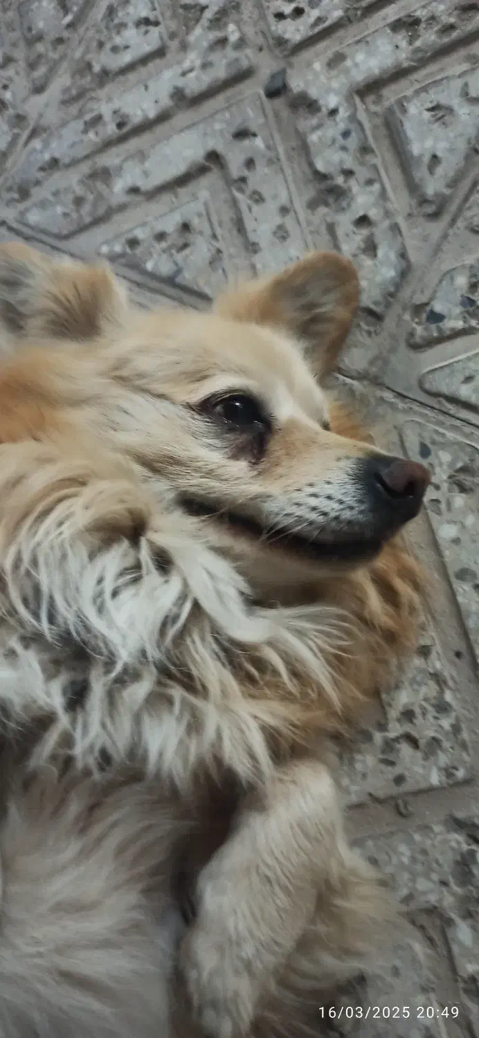 سگ گمشده|حیوانات|برخوار, |دیوار