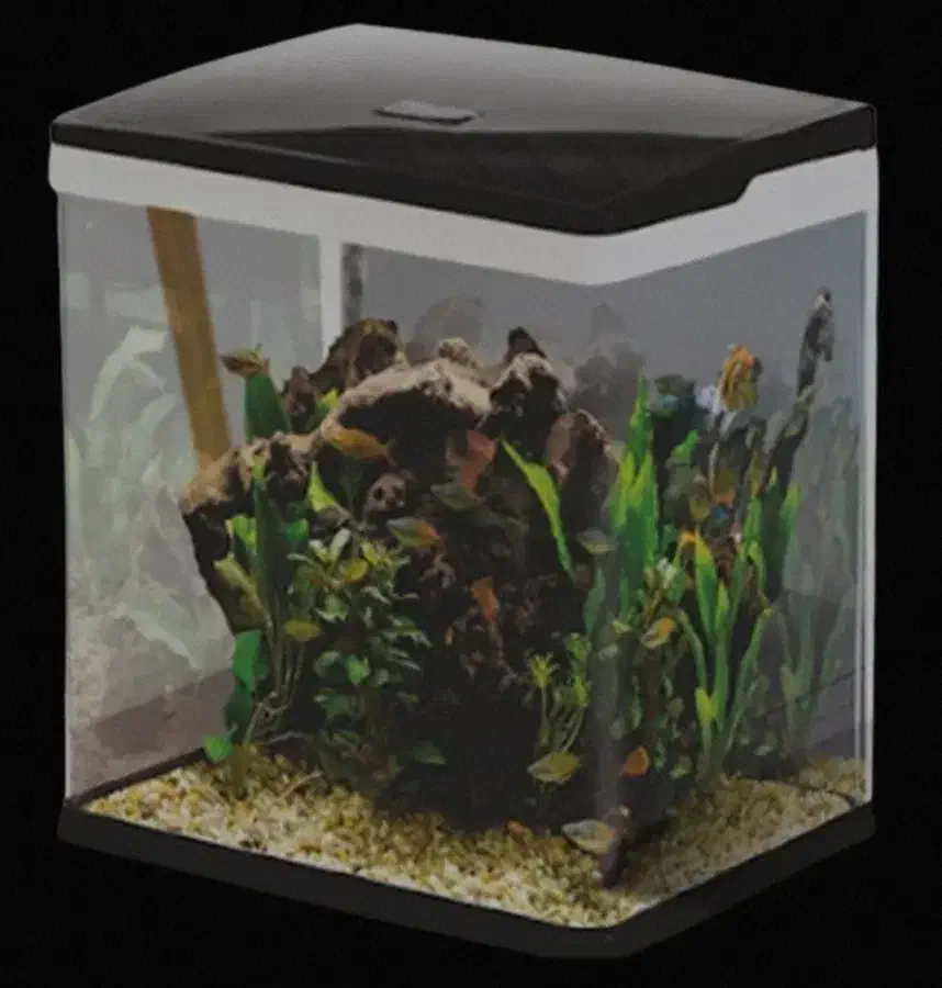 آکواریوم|ماهی|دورود, |دیوار