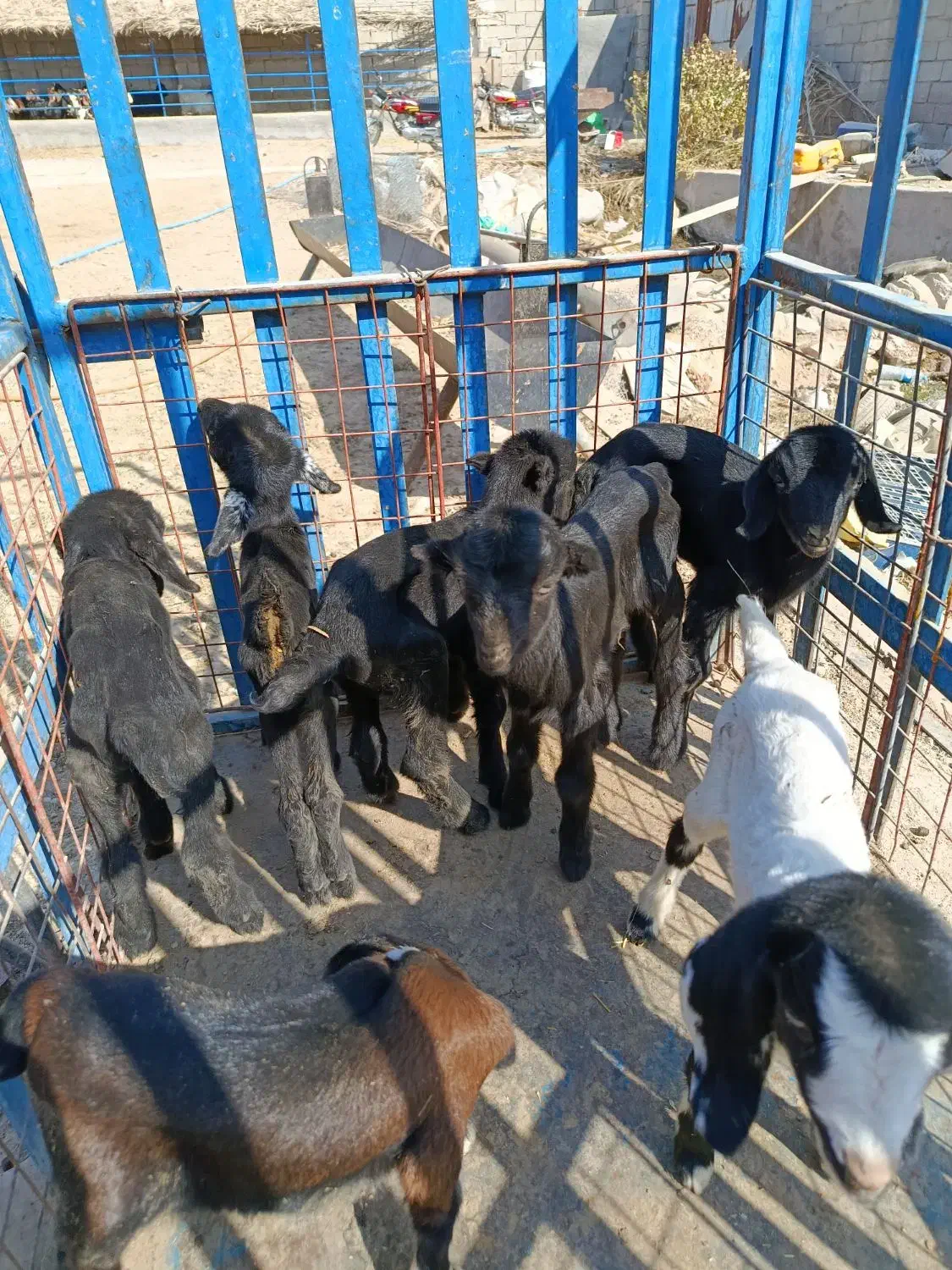 کهره و بره شیری|حیوانات مزرعه|بهبهان, |دیوار