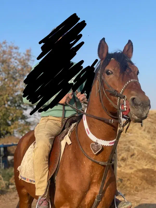 اسب نریان کرد|اسب و تجهیزات اسبسواری|قزوین, |دیوار