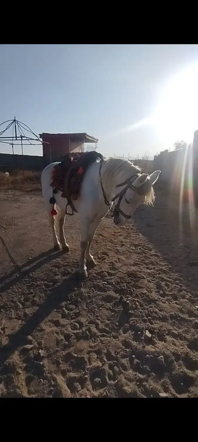 اسب یورقه افغان|اسب و تجهیزات اسبسواری|تربت جام, بهشت نبی|دیوار