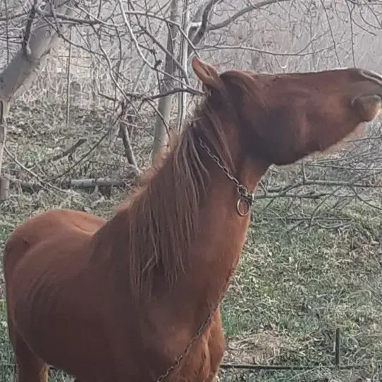 اسب پیداشده|حیوانات|شاندیز, |دیوار