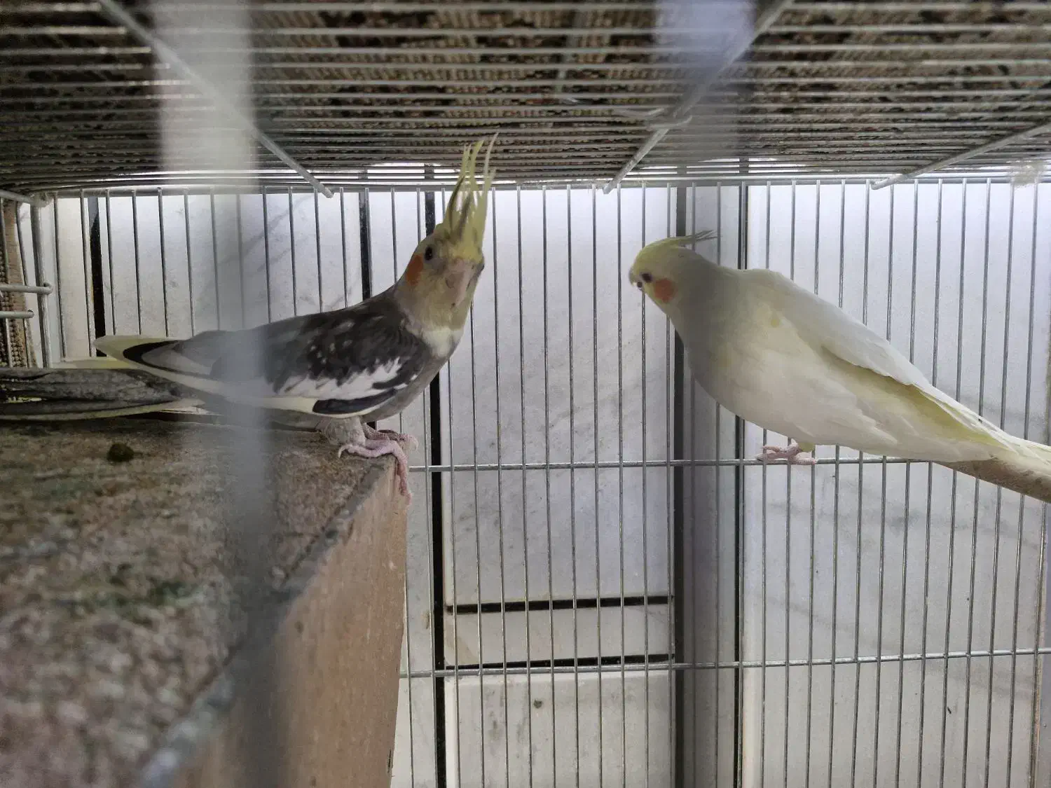 عروس هلندی مولد|پرنده|خمینیشهر, |دیوار