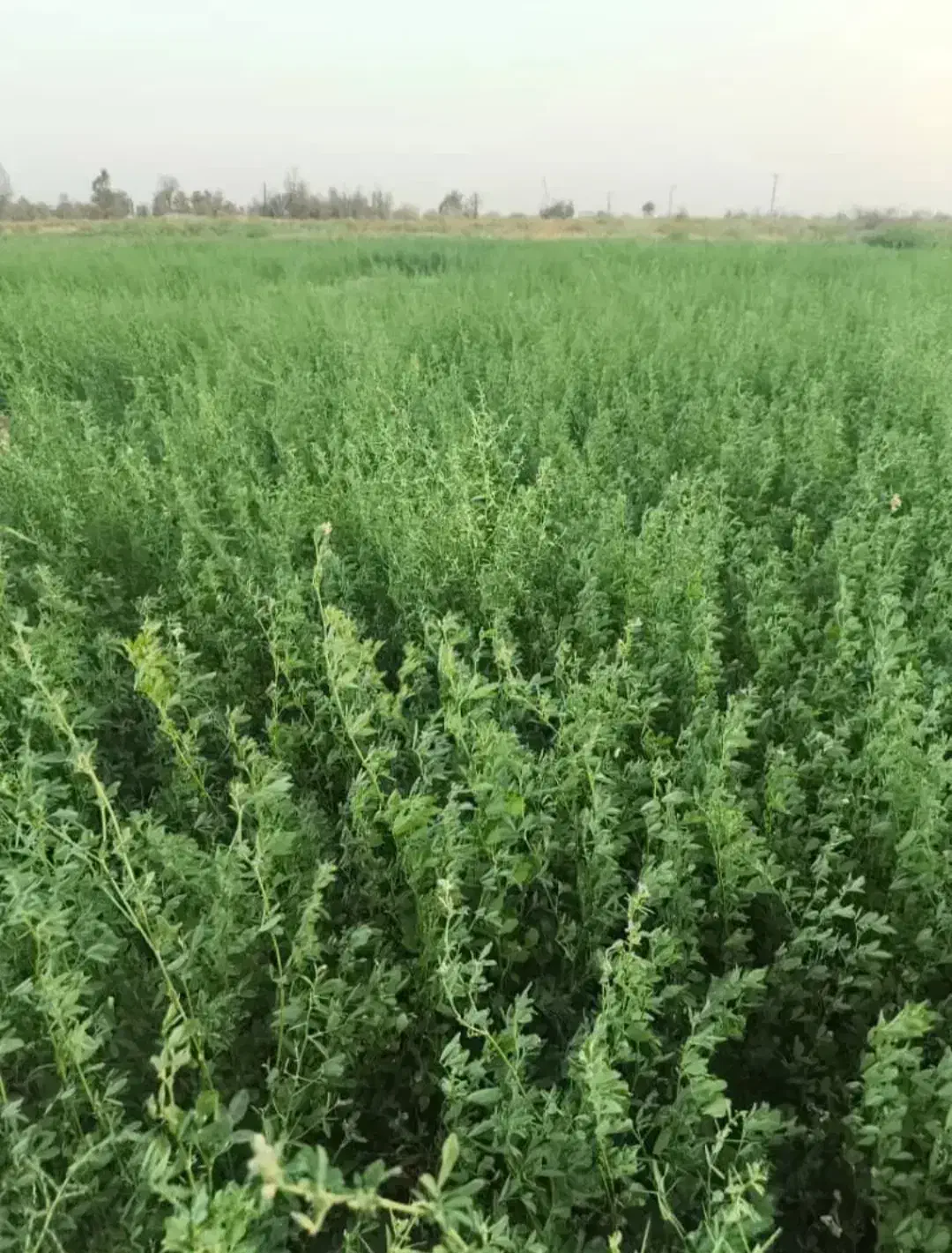 فروش پرسگندموکاهویونجهوکسانتره|عمدهفروشی|نیشابور, فردوسی جنوبی|دیوار