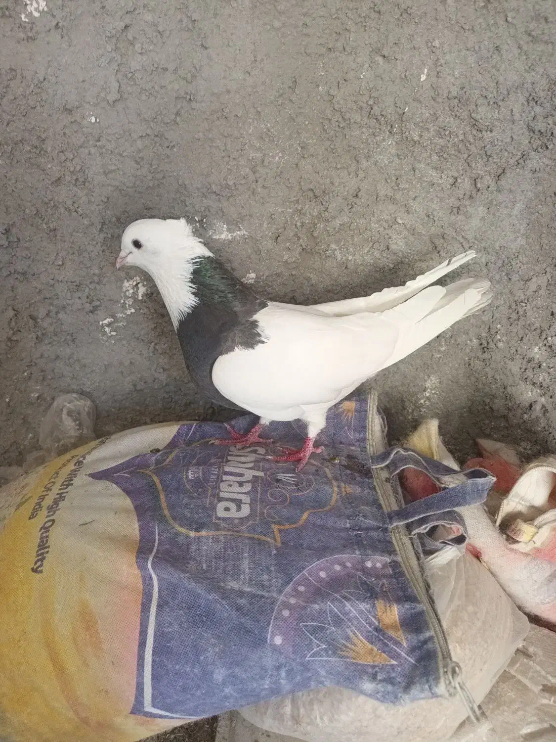 طوقی دره شهر|پرنده|دره شهر, |دیوار