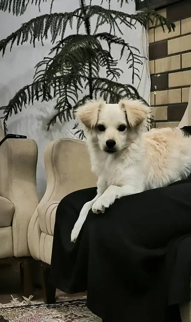 فروش فوری توله|سگ|کرمان, |دیوار