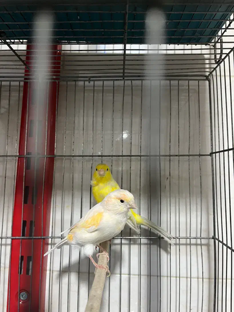 قناری اماده|پرنده|شهریار, شهرک وائین|دیوار