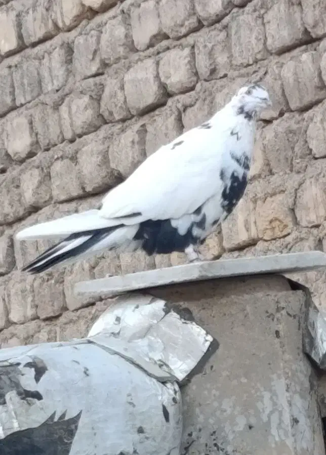 کفتر یا کبوتر|پرنده|قم, ولیعصر|دیوار