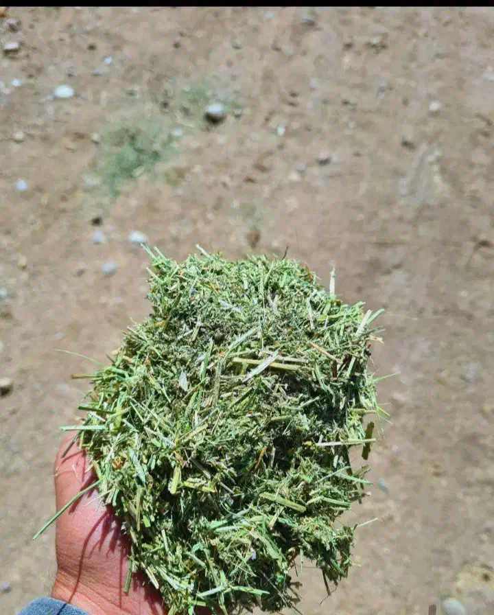 یونجه|لوازم جانبی حیوانات|فردوسیه, |دیوار