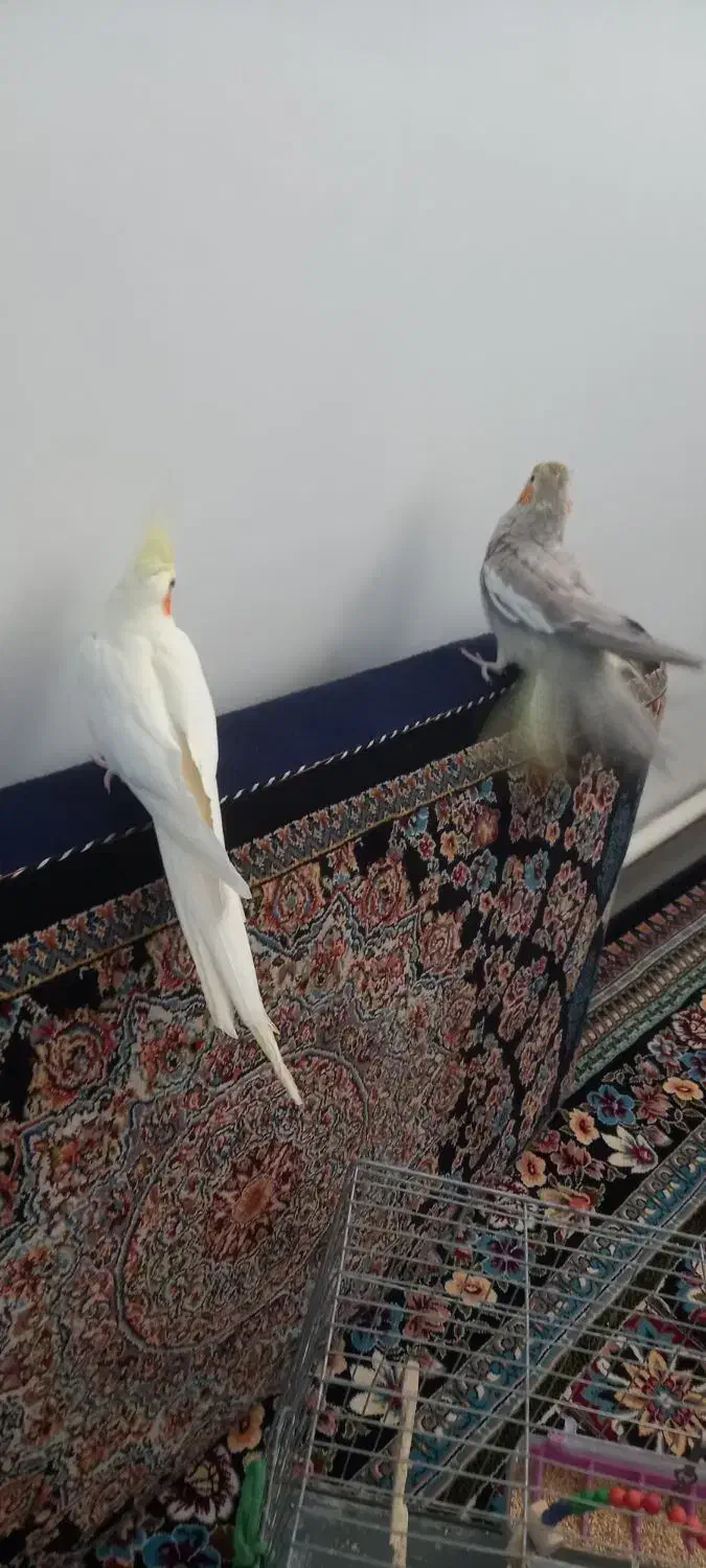 عروس هلندی|پرنده|ساوه, |دیوار