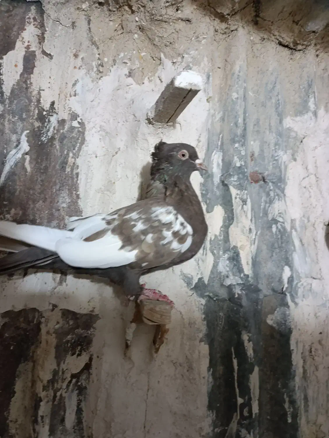 سینه ماده|پرنده|مرودشت, رامجرد یک|دیوار