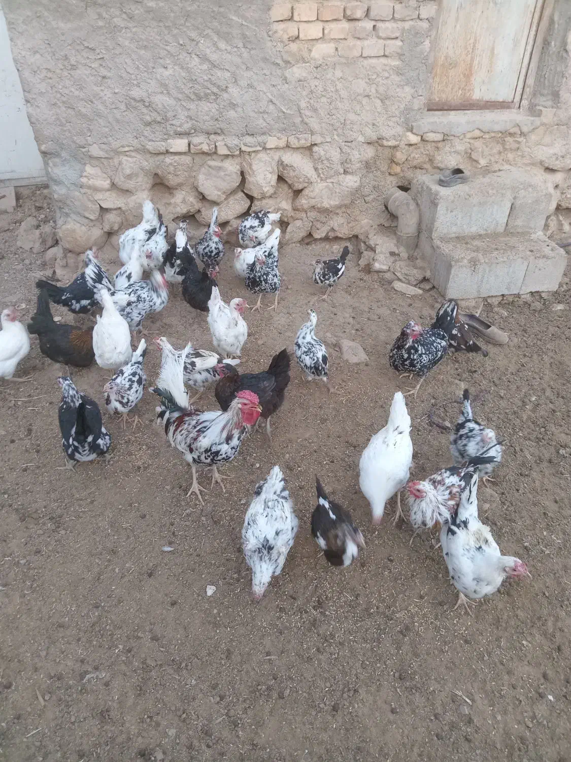 مرغ گلین|حیوانات مزرعه|اقلید, |دیوار