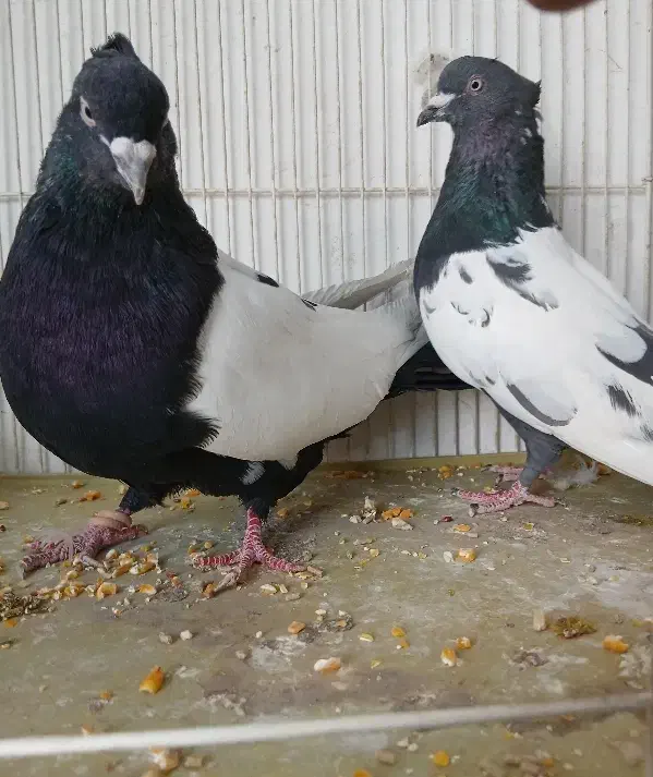 کبوتر فروشی|پرنده|شیروان (خراسان), |دیوار