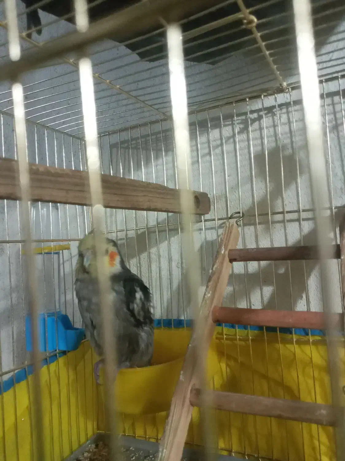 عروس هلندی ۳۰۰|پرنده|قرچک, مهدیه|دیوار