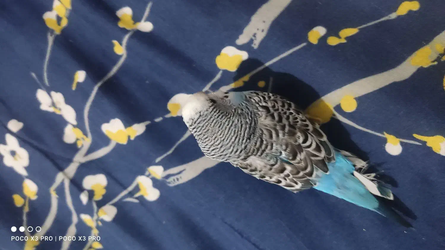 مرغ عشق|پرنده|لنجان, |دیوار