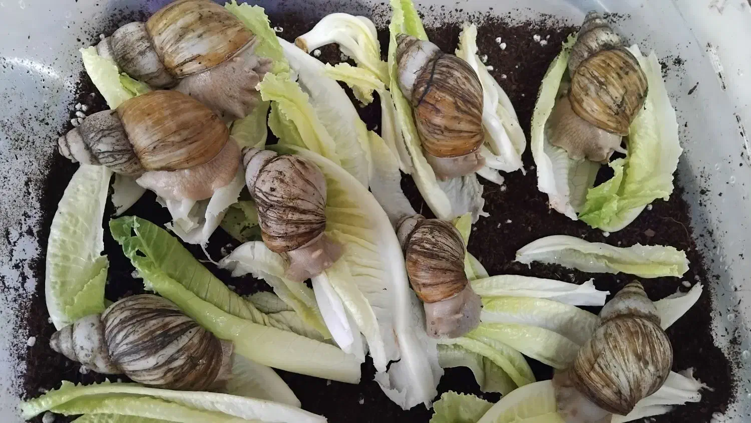 حلزون والد|خزنده|تهران, دولتخواه جنوبی|دیوار