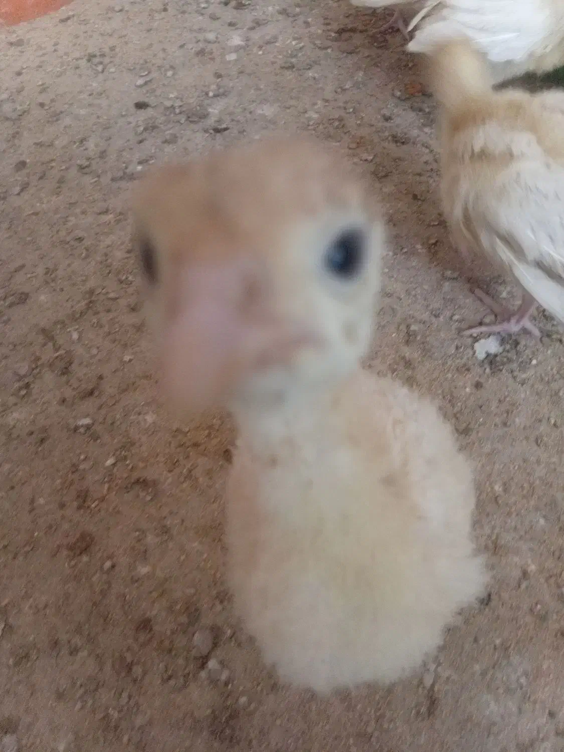 جوجه بوقلمون بیوتی ۲۵ عدد|حیوانات مزرعه|هندیجان, |دیوار