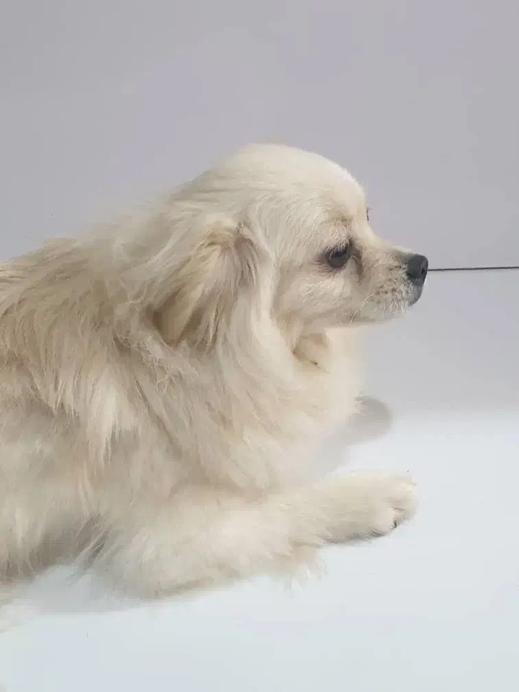 فروش سگ خانگی|سگ|اهواز, حصیرآباد|دیوار