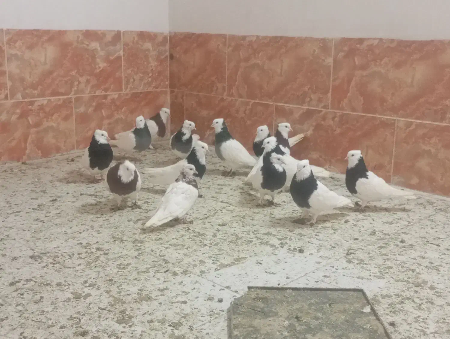 طوقی|پرنده|یزد, |دیوار