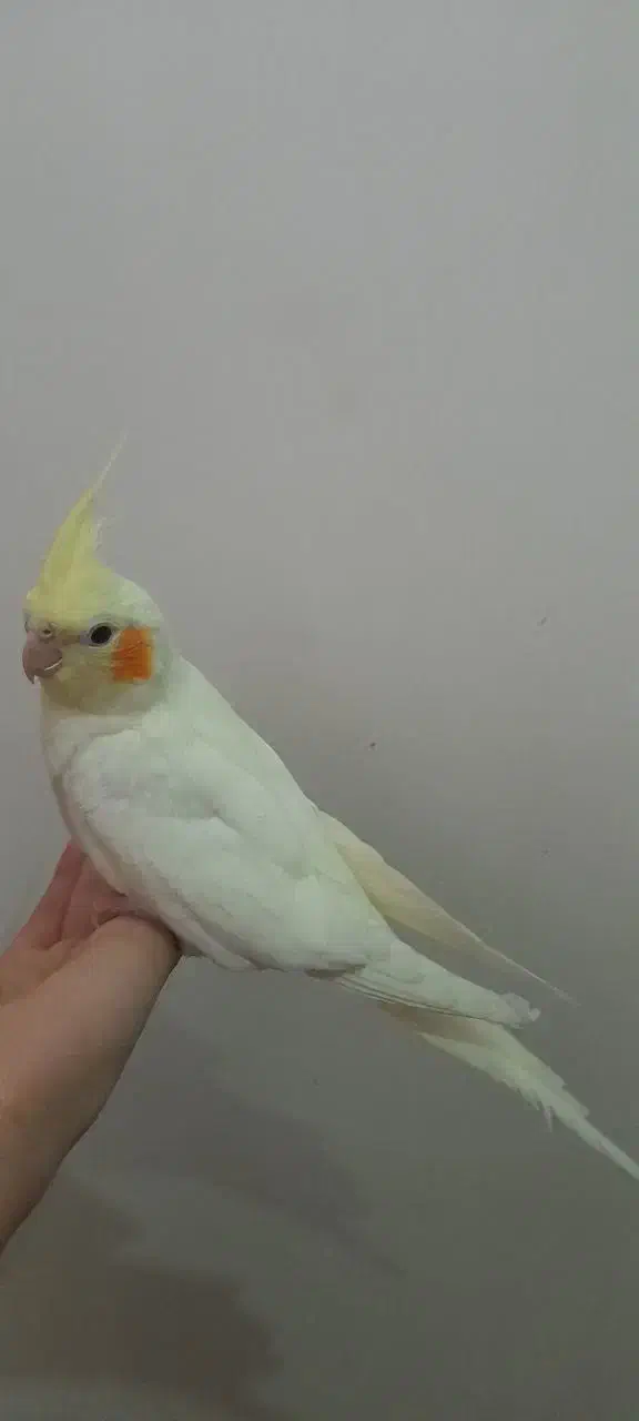 عروس هلندی|پرنده|شهر ری, دیلمان|دیوار