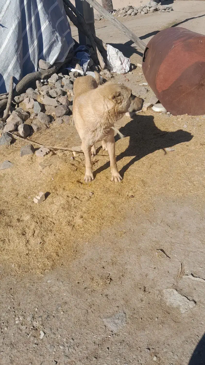 سگ نژاد دار|سگ|دهگلان, |دیوار