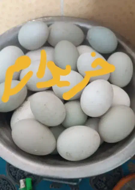 تخم مرغ محلی|خوردنی و آشامیدنی|امیدیه, |دیوار