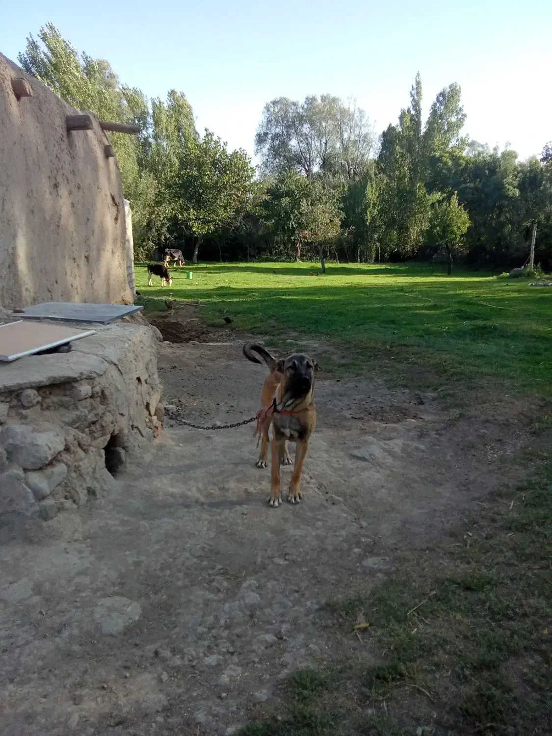 توله سگ سرابی 5ماه قیمت 15000000|سگ|اردبیل, |دیوار