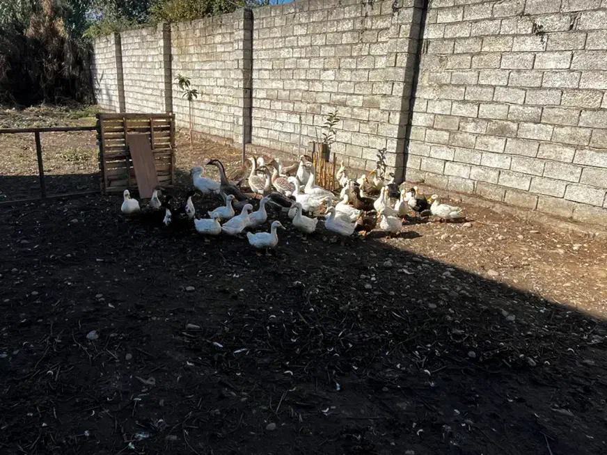 اردک محلی|حیوانات مزرعه|قائمشهر, |دیوار