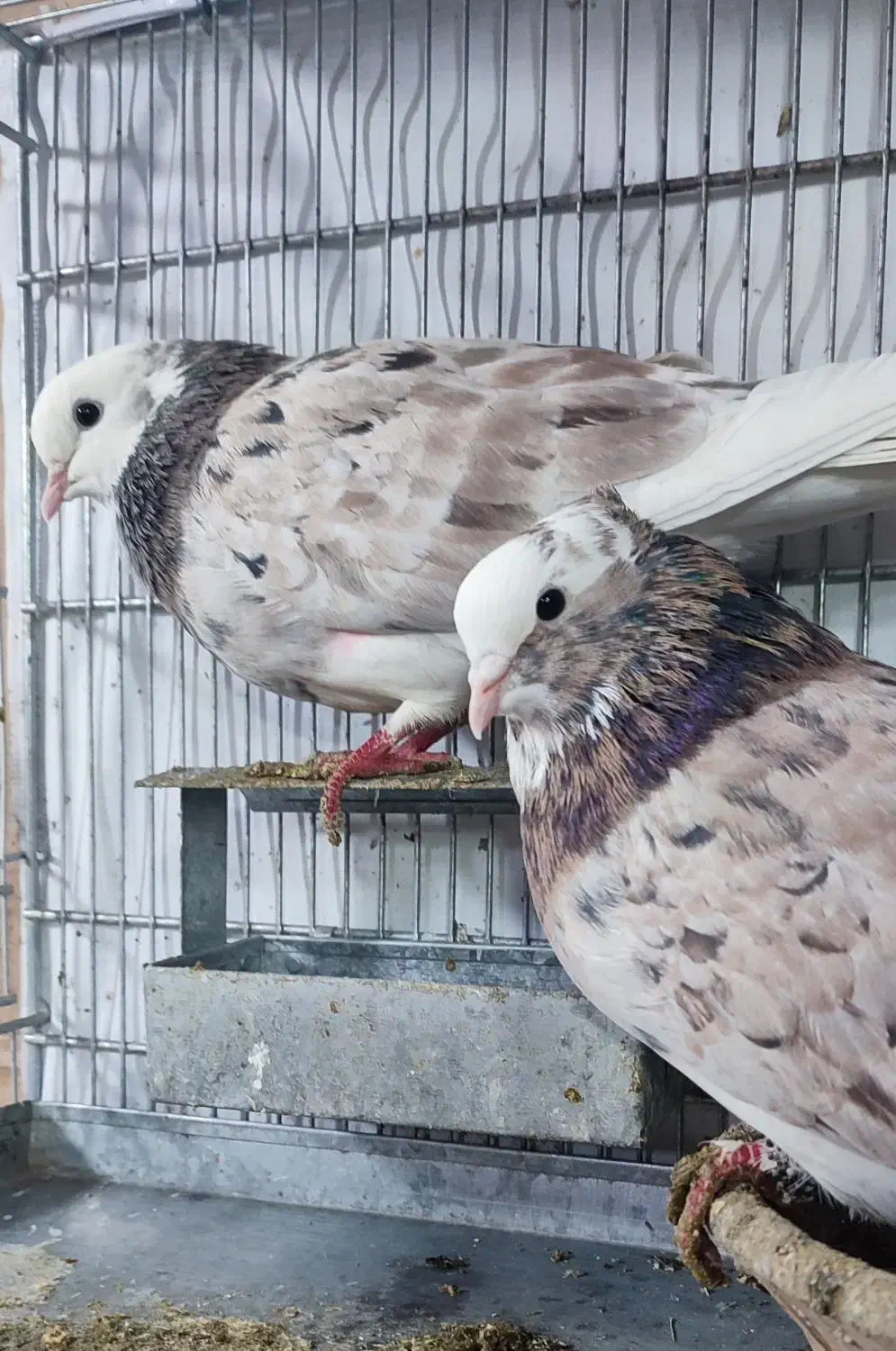 نر و ماده شازده سرور پرشی|پرنده|قم, چهل درخت|دیوار