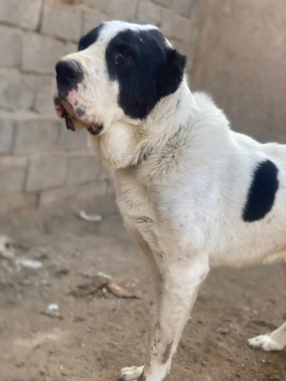 سگ الابا 3سالع|سگ|تهران, خزانه|دیوار