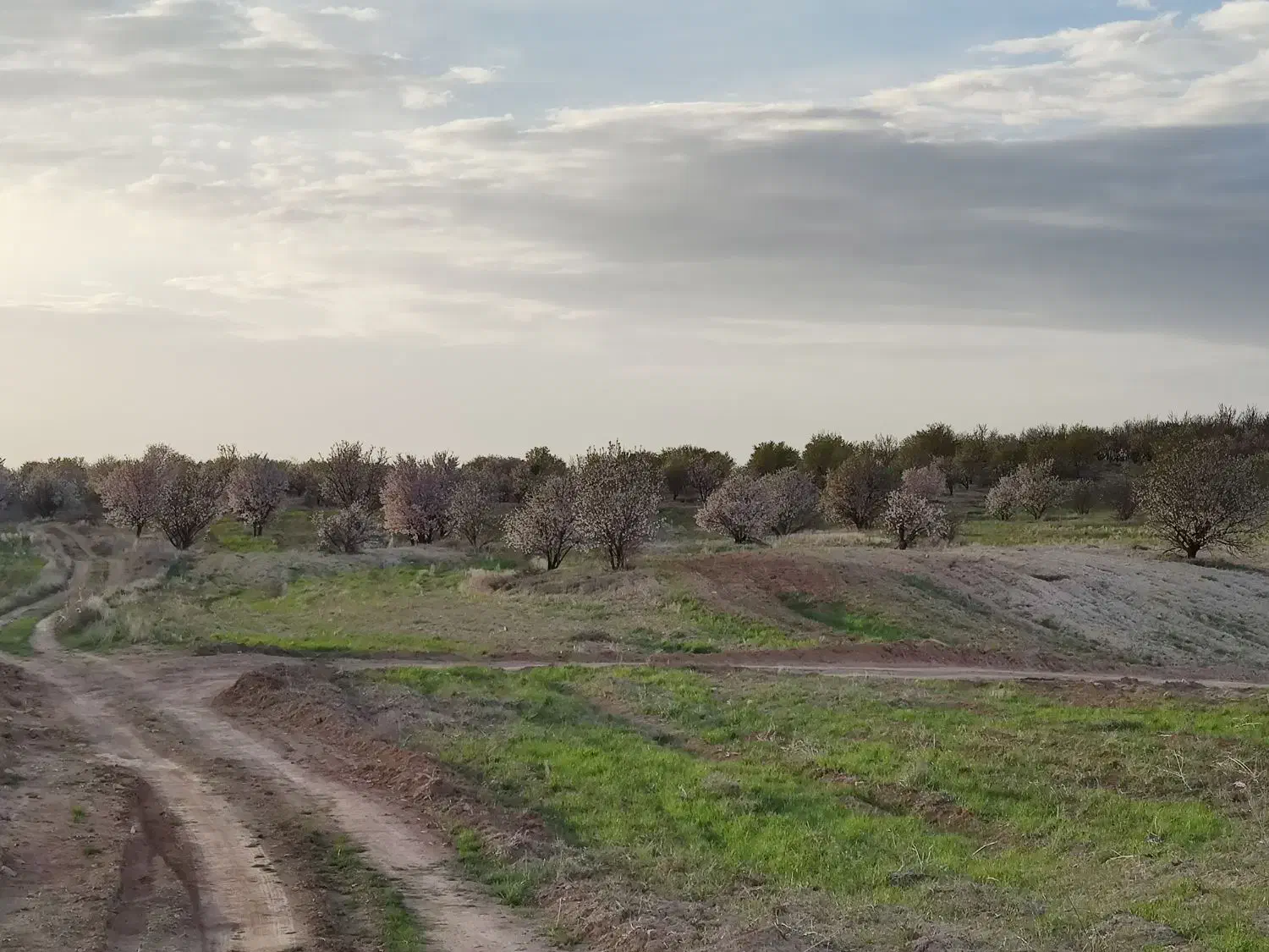 زمین 1000 متری باغ بادامی|فروش زمین و ملک کلنگی|شیراز, کودیان|دیوار