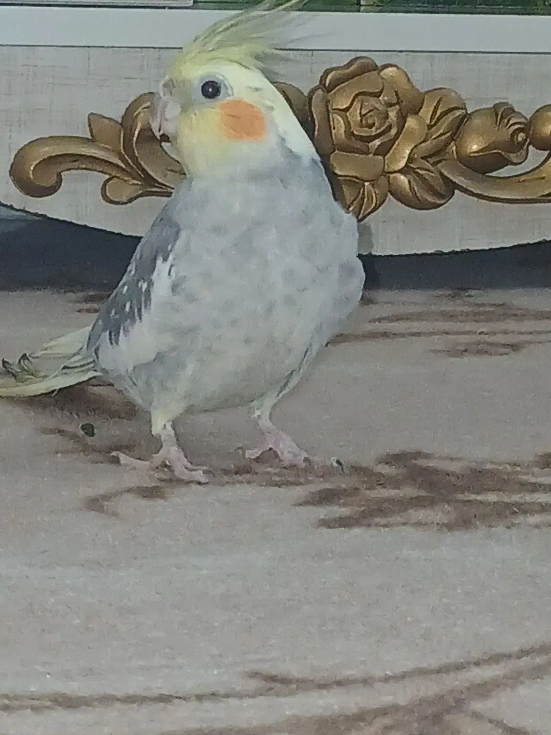 عروس هلندی|پرنده|مریوان, |دیوار