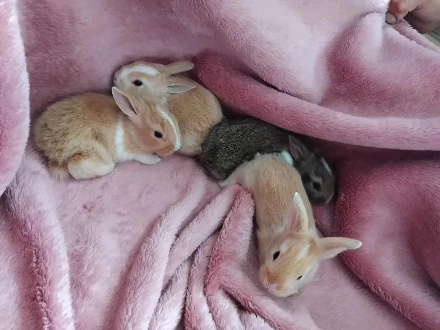 بچه خرگوش و خرگوش نر و ماده|موش و خرگوش|سیاهکل, |دیوار