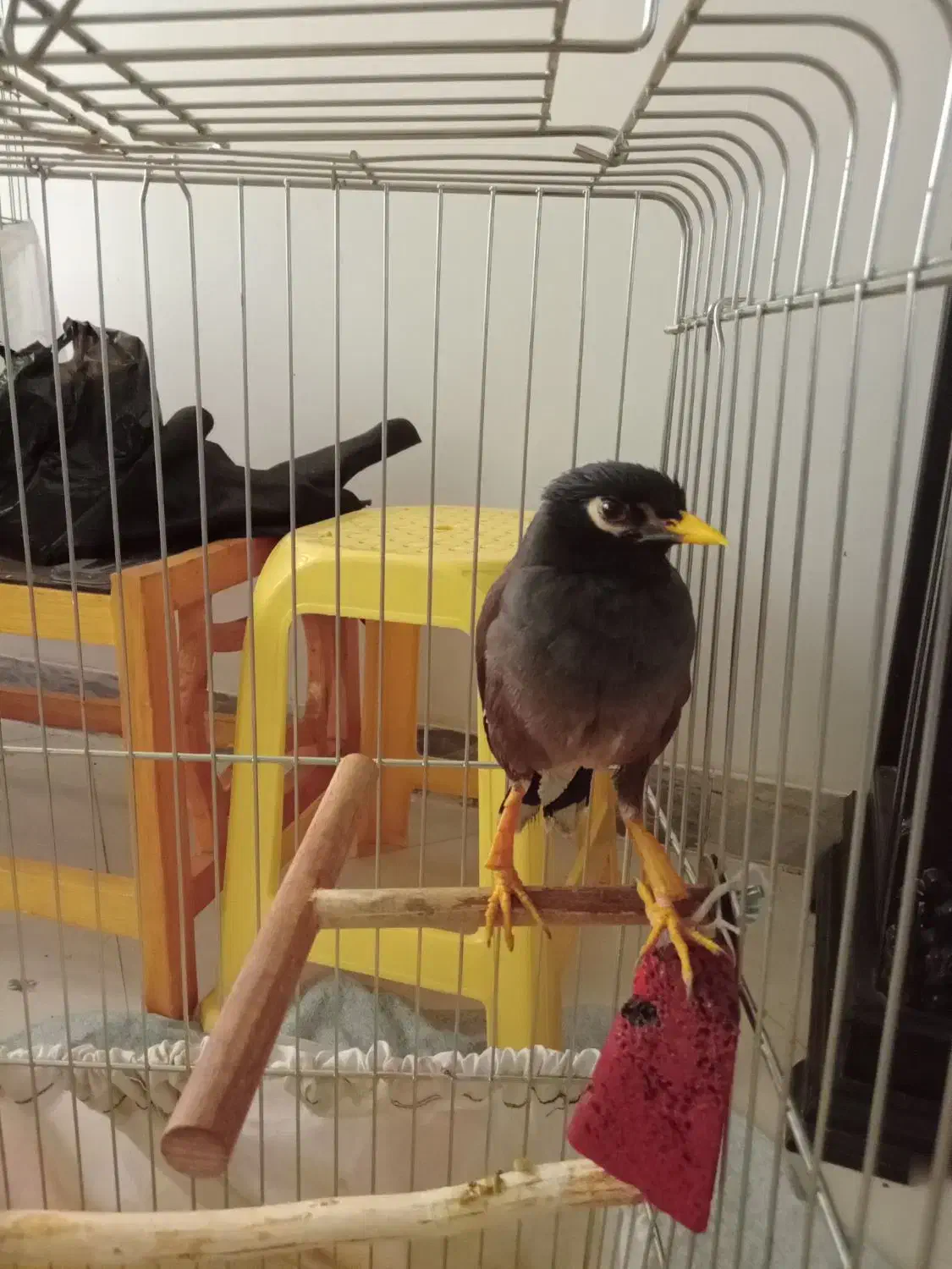 مرغ مینا|پرنده|کرمانشاه, |دیوار