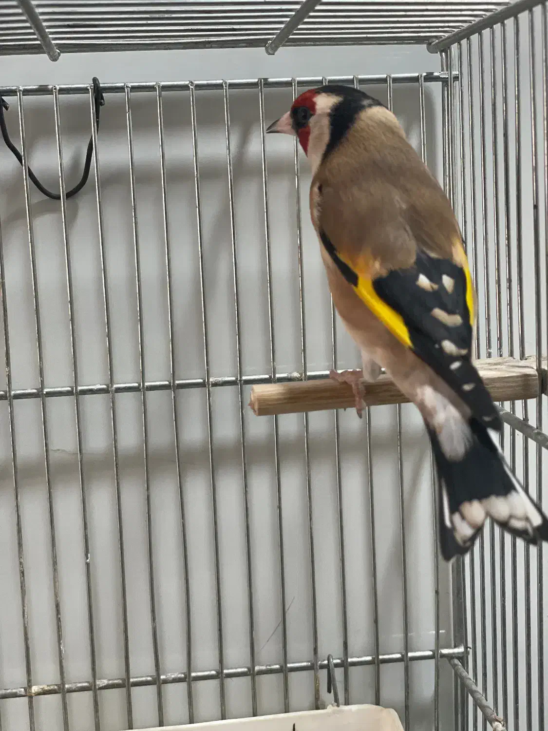 سهره نر عالی|پرنده|تهران, بازار|دیوار