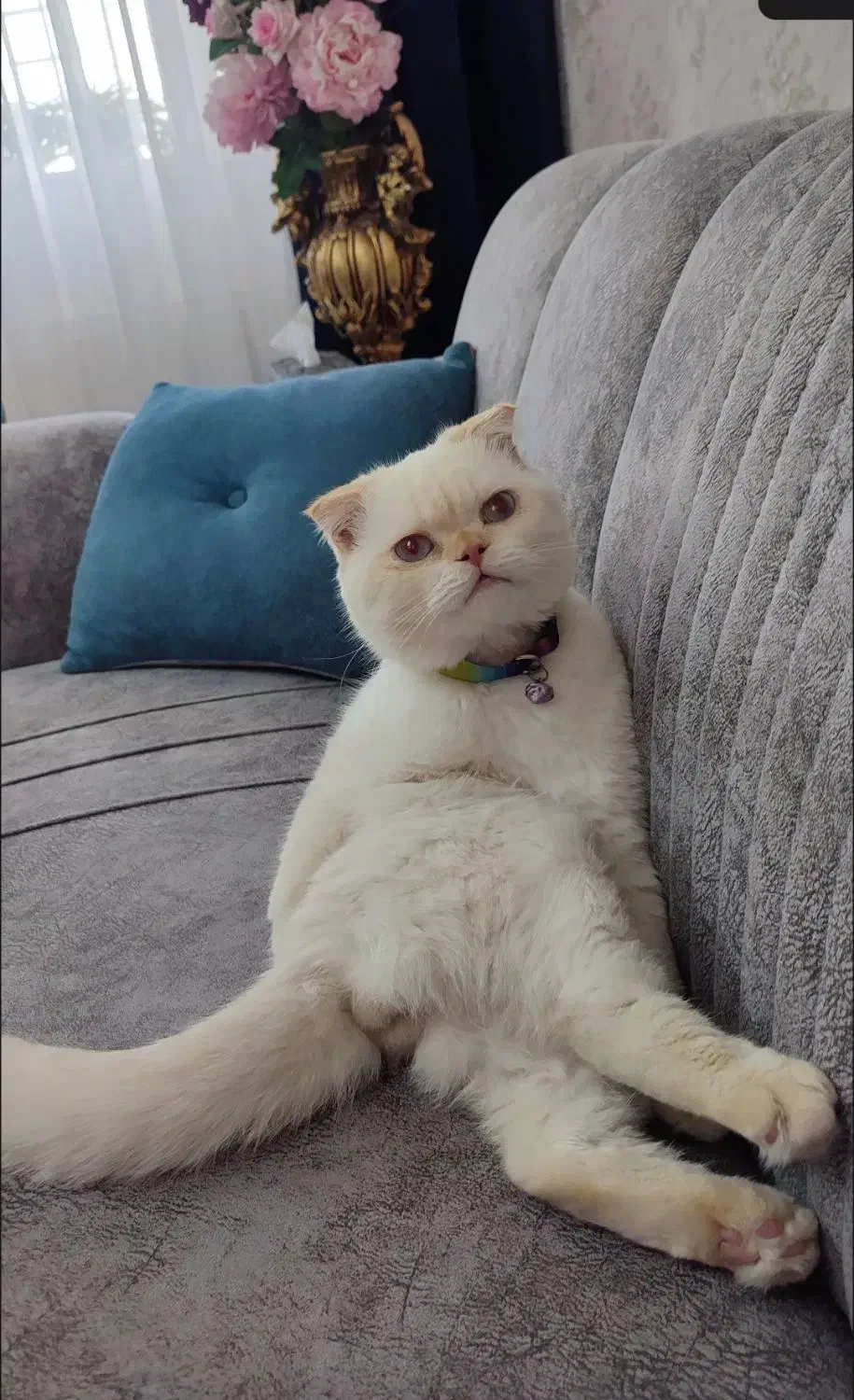 واگذاری گربه اسکاتیش دبل فولد پسر|گربه|گلبهار, شهر جدید گلبهار|دیوار