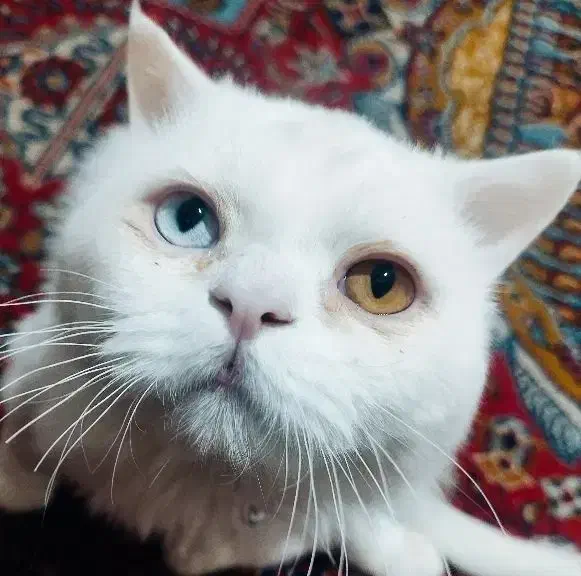 گربه تابه تا یا چشم دورنگ پرشین ایرانی|گربه|سردشت, |دیوار