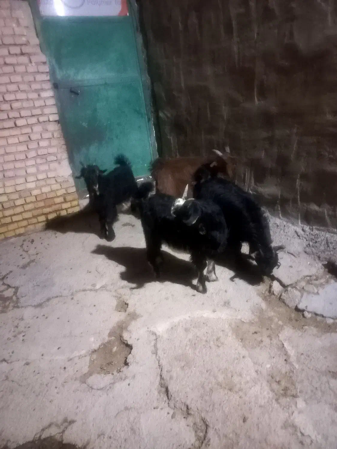 بیگ|حیوانات مزرعه|شوشتر, |دیوار