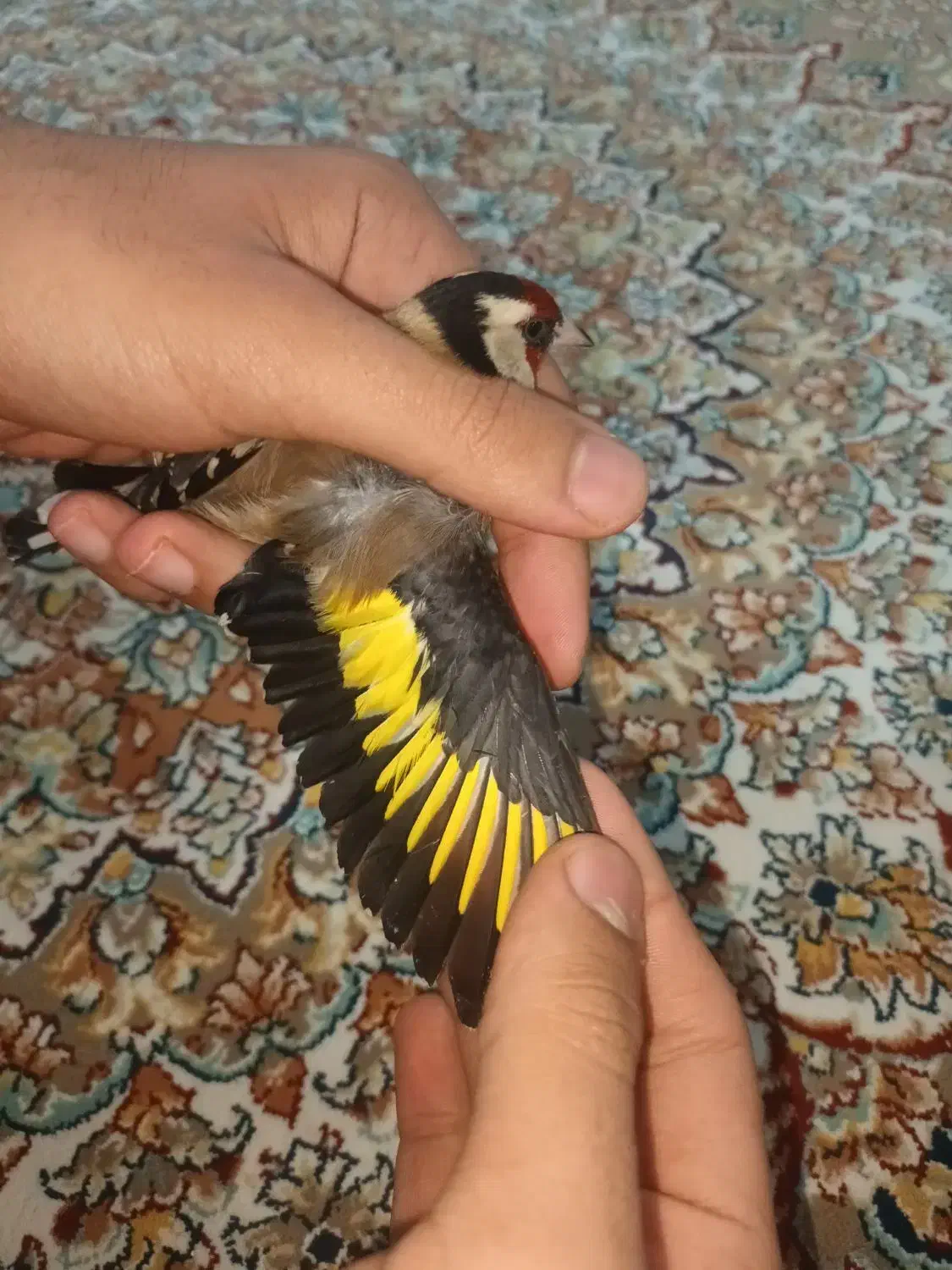 سهره نر|پرنده|پارسآباد, |دیوار