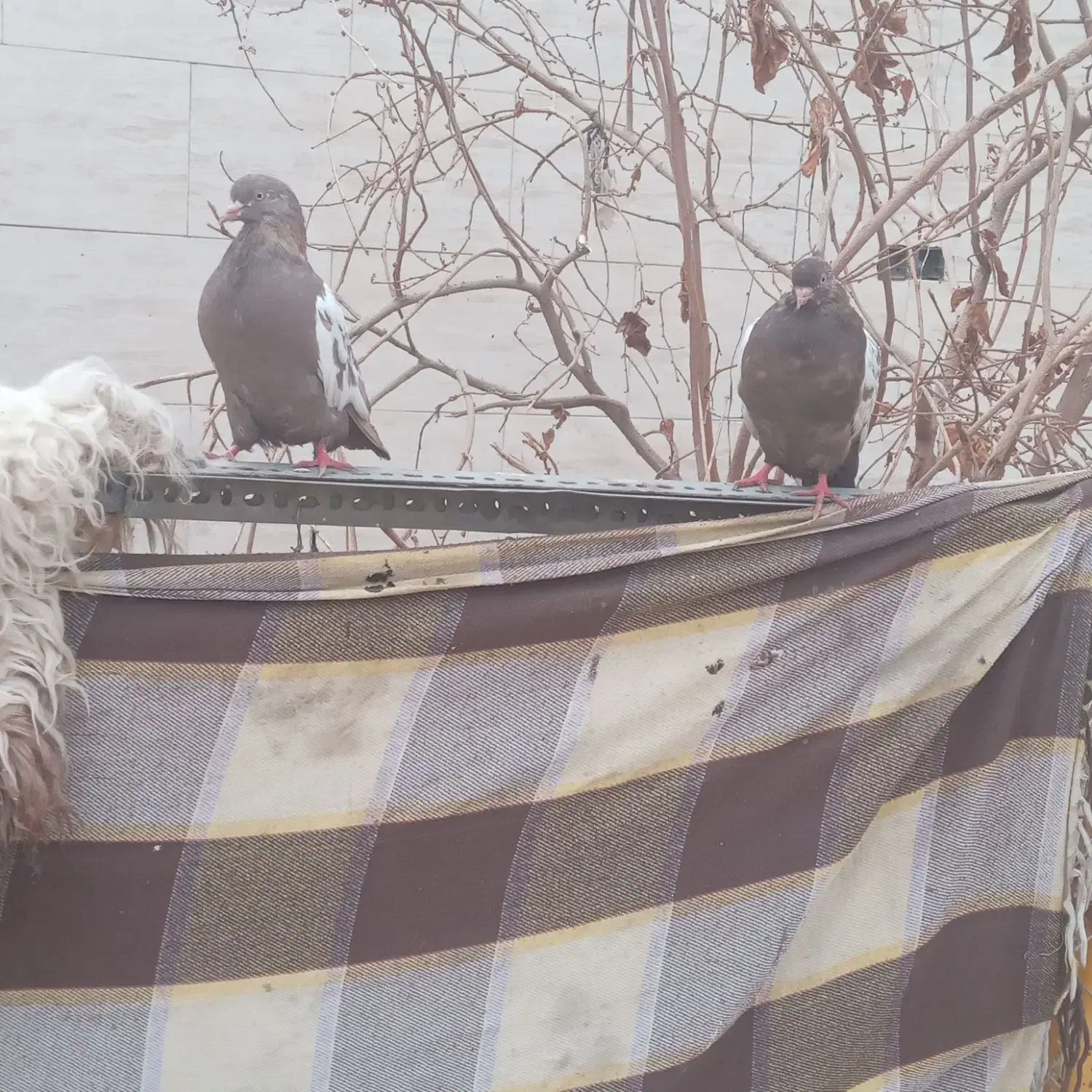 سپاس ازبرنامه دیوار|پرنده|باوی, |دیوار