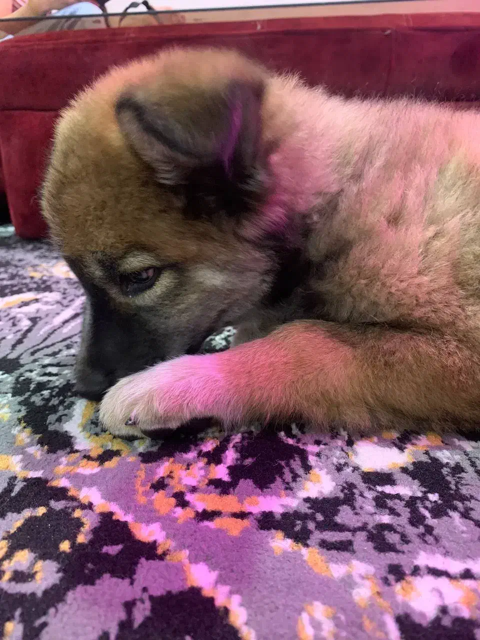 واگزاری|سگ|کرج, حسن آباد|دیوار